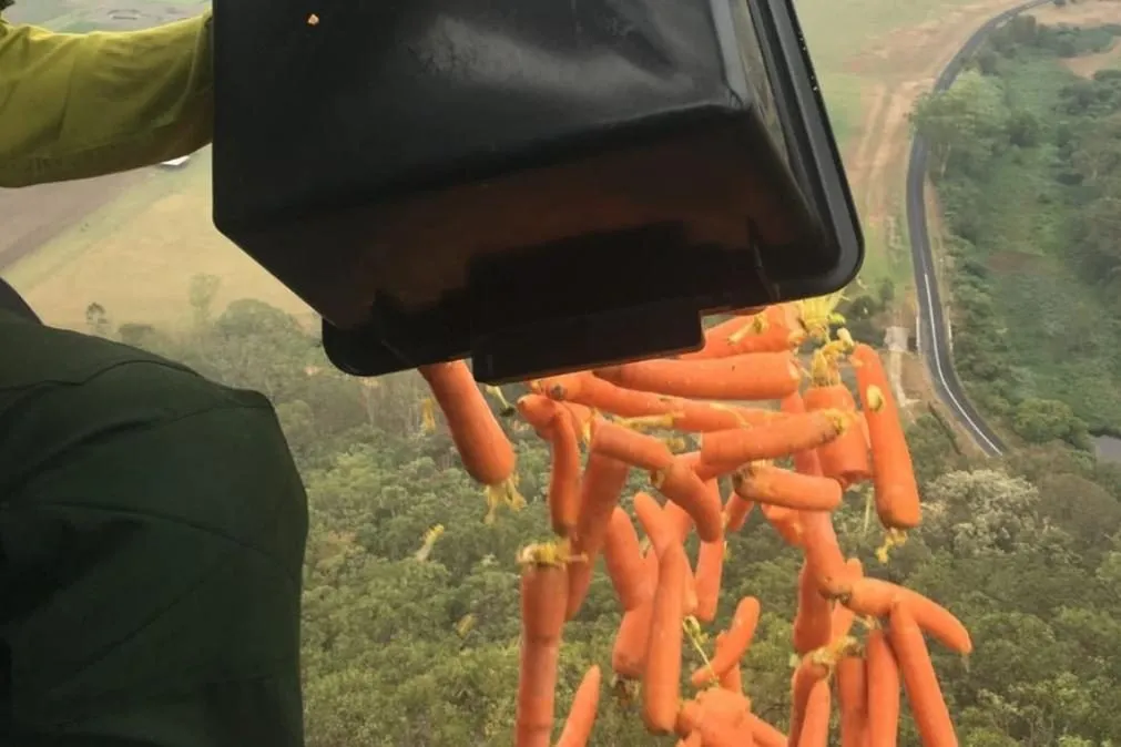 Na Austrália, helicópteros lançam comida para animais