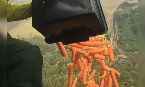 Na Austrália, helicópteros lançam comida para animais