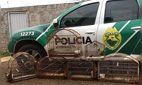 Polícia Ambiental apreende 11 aves silvestres em cativeiro em São João do Ivaí