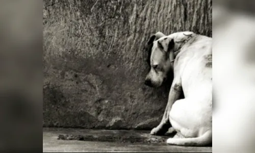 GM Arapongas é acionada após denúncia de maus tratos com cachorro