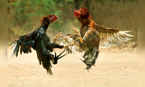   Polícia descobre criadouro clandestino com mil galos de rinha no Grajaú
