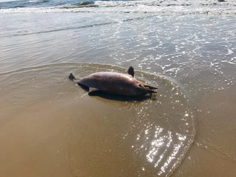 Golfinho ameaçado de extinção é encontrado morto em praia de Matinhos