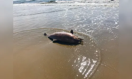Golfinho ameaçado de extinção é encontrado morto em praia de Matinhos