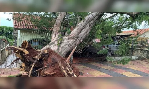 Temporal derruba pelo menos 30 árvores e deixa cerca de 60 mil domicílios sem energia, em Maringá