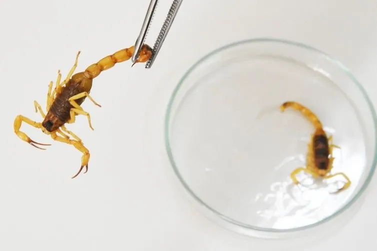 Endemias reforça alerta sobre incidência de escorpiões