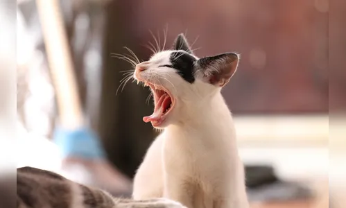 Gatos podem comer corpos humanos e têm preferência por tecidos macios dos braços