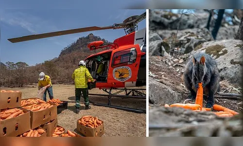 Após incêndios, avião joga legumes para animais famintos na Austrália 