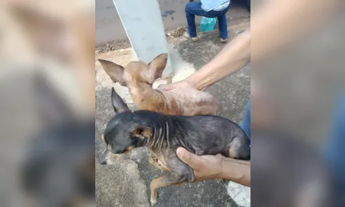 
							ONG resgata animais com apoio da polícia civil em Apucarana
						
						