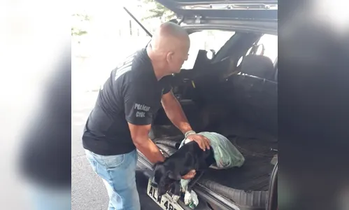 Polícia Civil de Apucarana intima casal suspeito de maus-tratos contra animais