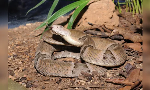 Saúde orienta sobre acidentes com animais venenosos e peçonhentos