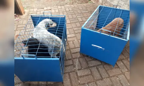 
							Polícia Civil de Apucarana intima casal suspeito de maus-tratos contra animais
						
						