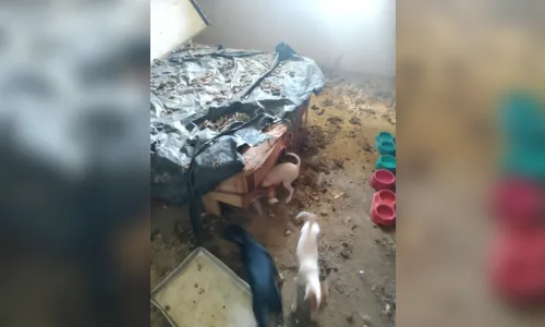 
							ONG resgata animais com apoio da polícia civil em Apucarana
						
						