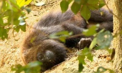 Paraná soma 40 mortes de macacos por febre amarela