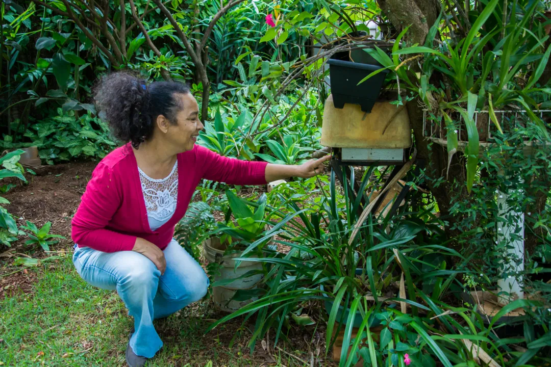 Cultivo das abelhas sem ferrão mudou a rotina da dentista Jandira Soares da Silva Mincachi. Fotos: Maicon Sales