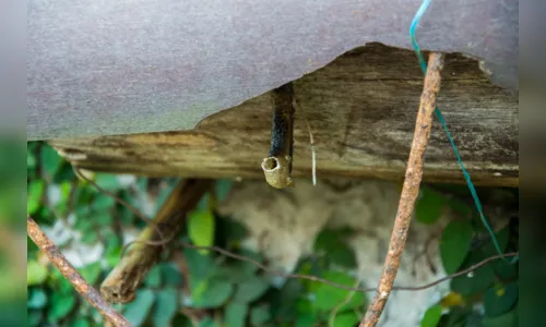 
							Criação de abelhas sem ferrão em casa é terapia, garante apucaranense. Veja vídeo
						
						