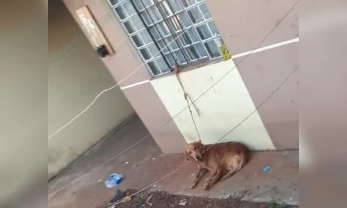 Polícia Civil e ONG resgatam mais um cachorro em Apucarana