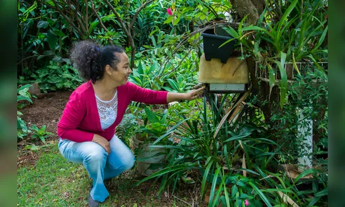Criação de abelhas sem ferrão em casa é terapia, garante apucaranense. Veja vídeo
