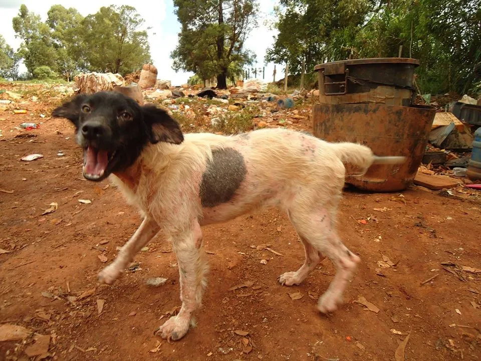 Hoje existe uma matilha de aproximadamente 50 cães que vivem no lixão. Os animais não permitem a entrada de qualquer pessoa. Foto: Reproução/Facebook