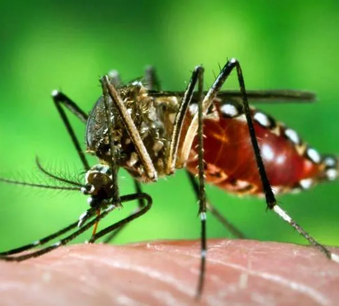 Acia Apucarana envia comunicado alertando para os perigos da dengue