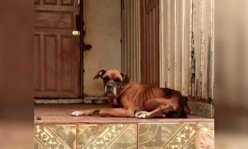 Maus-tratos resultam em morte de animal e causam revolta em Arapongas