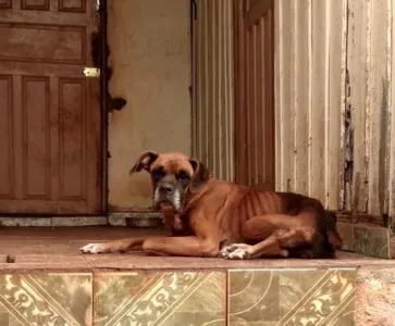 Animal foi resgatado mas não resistiu