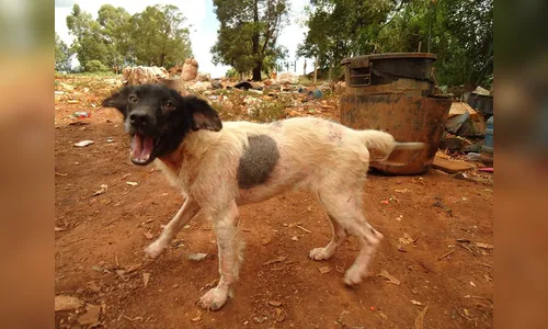 Justiça determina que Faxinal e Cruzmaltina cumpram decisão sobre pagamento de multa e regularização da gestão do lixo