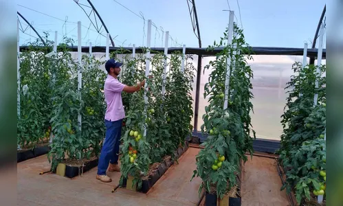 Produtores vão conhecer novidades tecnológicas na Coopavel 2020