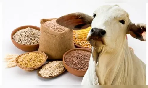 Agricultura proíbe uso de antimicrobianos em ração para animais     