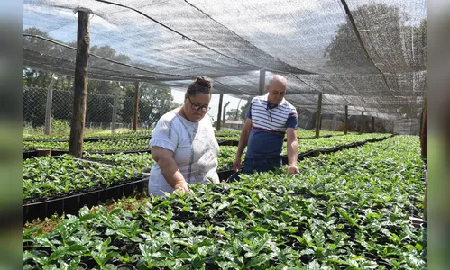 Viveiro comunitário em Jardim Alegre incentiva diversificação de culturas 