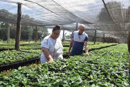 No momento, estão sendo produzidas 40 mil mudas de café . (Foto: Ivan Maldonado)