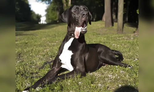 Mulher tenta reaver dogue alemão após doá-lo, mas Justiça nega