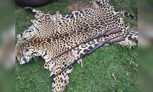 Polícia apreende couro de onça-pintada e duas espingardas, em Perobal