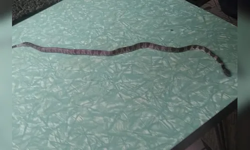 Cão idoso ataca e mata jararaca de 3 metros que invadiu casa, em São Paulo