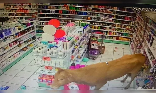 Vaca invade farmácia na região de Curitiba e promove confusão; veja o vídeo