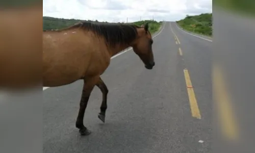 Acidente em Cambira provoca morte de cavalo que estava solto na rodovia