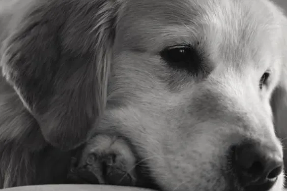 Homem compra anúncio de 25 milhões de reais no Super Bowl para agradecer veterinários por terem curado seu cão do câncer