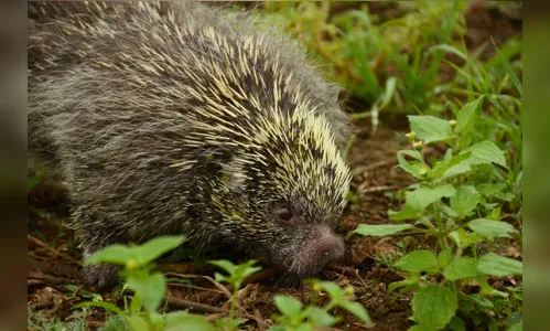 Ouriço é capturado dentro de uma residência, em Arapongas