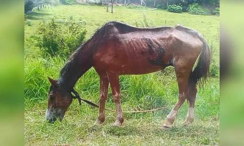 Proprietário de cavalo é notificado por maus tratos, em Arapongas
