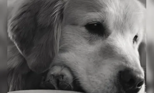 Homem compra anúncio de 25 milhões de reais no Super Bowl para agradecer veterinários por terem curado seu cão do câncer