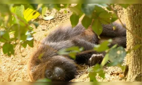 Paraná registra 6 novas mortes de macacos por febre amarela