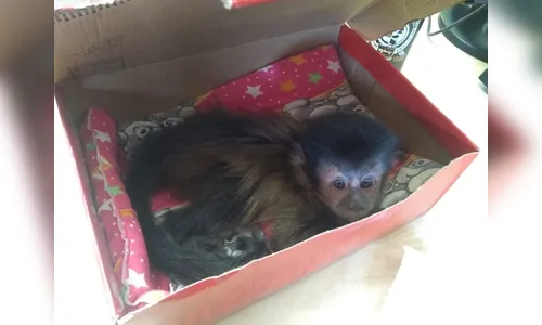 Macaco-prego é capturado pela equipe do Grupamento de Defesa Ambiental de Arapongas 