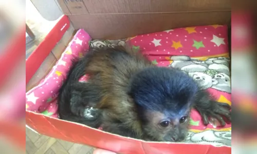 
							Macaco-prego é capturado pela equipe do Grupamento de Defesa Ambiental de Arapongas 
						
						