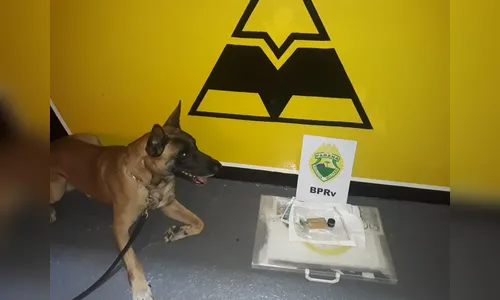 Equipe canil da Polícia Rodoviária de Rolândia apreende mala com maconha 