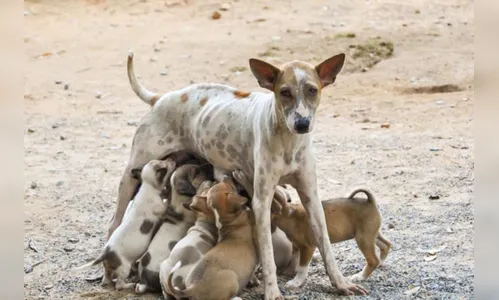 Municípios do Vale do Ivaí vão criar programa de castração de gatos e cachorros