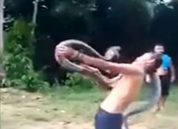Encantador de serpentes morre após ser atacado por cobra; assista 