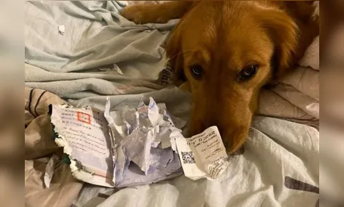 Cachorra come passaporte e impede dona de ir a “cidade do vírus”