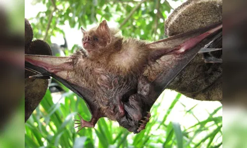 Surto de coronavírus pode ter se originado de morcegos