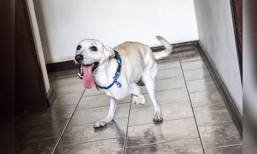 Abandonado duas vezes, cão com deficiência é 'adotado' por família