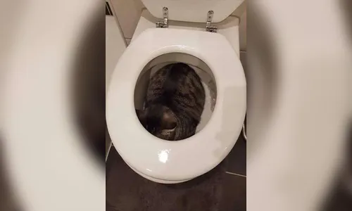 Gatinho se esconde e “tira um cochilo” em local inusitado