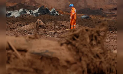 Política de Segurança de Barragens poderá incluir animais